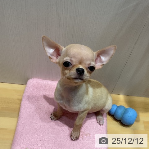 チワワの写真