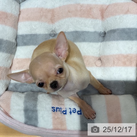 埼玉県のチワワ(ロング) (ペットプラス 与野店/2025年10月8日生まれ/女の子/クリームホワイト)の子犬の4枚目の画像