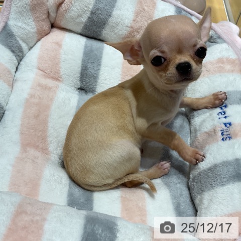 埼玉県のチワワ(ロング) (ペットプラス 与野店/2025年10月8日生まれ/女の子/クリームホワイト)の子犬の3枚目の画像