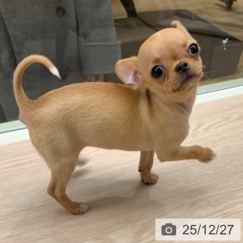 千葉県のチワワ(ロング) (ペットプラス 幕張新都心店/2025年10月8日生まれ/女の子/アイボリーホワイト)の子犬の3枚目の画像