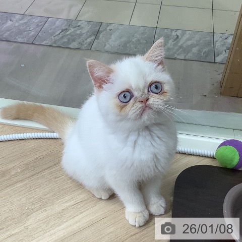 東京都のエキゾチック (ペットプラス 日の出店/2025年10月9日生まれ/女の子/クリームホワイトバン)の子猫の4枚目の画像