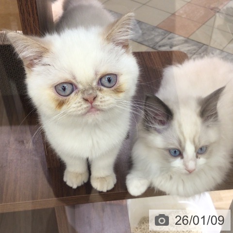 東京都のエキゾチック (ペットプラス 日の出店/2025年10月9日生まれ/女の子/クリームホワイトバン)の子猫の4枚目の画像