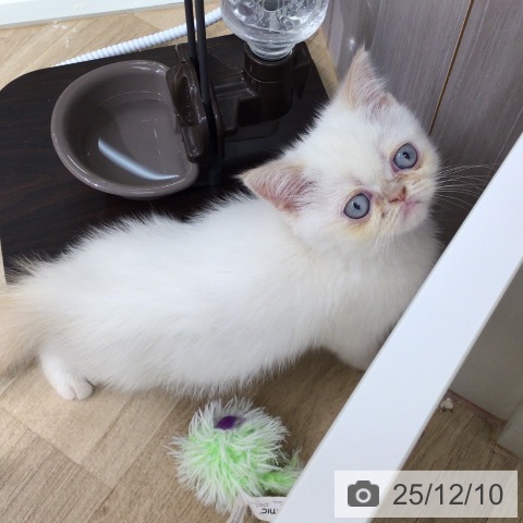 東京都のエキゾチック (ペットプラス 日の出店/2025年10月9日生まれ/女の子/クリームホワイトバン)の子猫の3枚目の画像