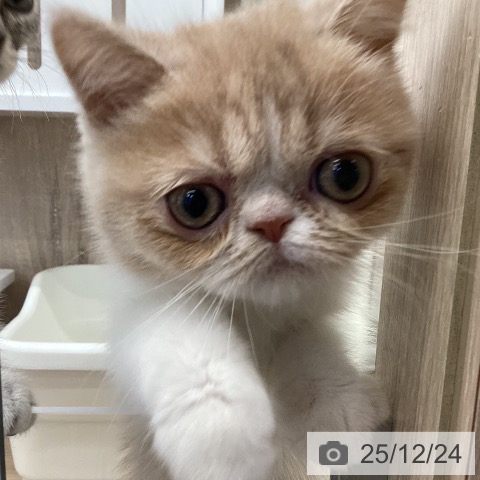 茨城県のエキゾチック (ペットプラス つくば店/2025年10月9日生まれ/女の子/クリームホワイト)の子猫の4枚目の画像