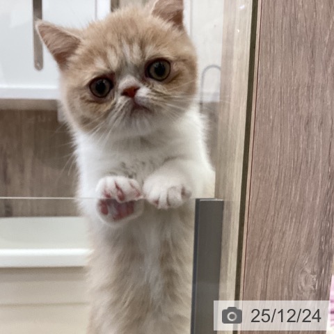 茨城県のエキゾチック (ペットプラス つくば店/2025年10月9日生まれ/女の子/クリームホワイト)の子猫の3枚目の画像