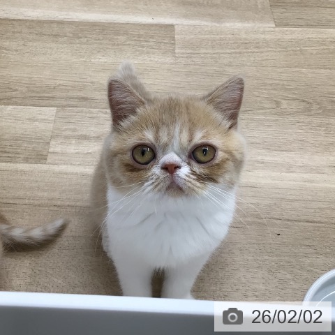 エキゾチックの写真