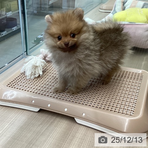 ポメラニアンの写真