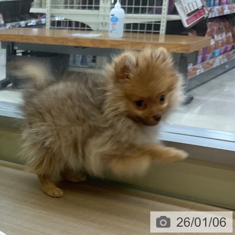 神奈川県のポメラニアン (ペッツワン 横須賀久里浜店/2025年10月9日生まれ/女の子/ビーバー)の子犬の3枚目の画像