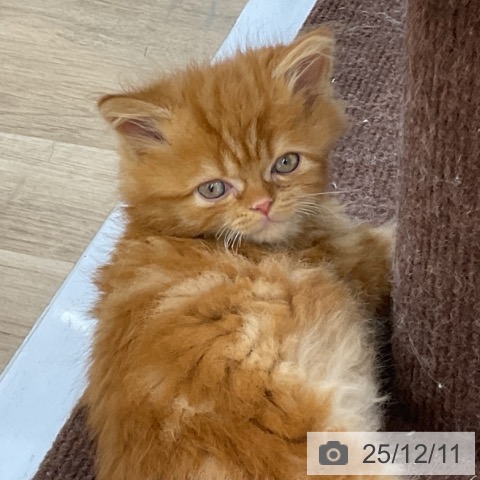 マンチカンの写真