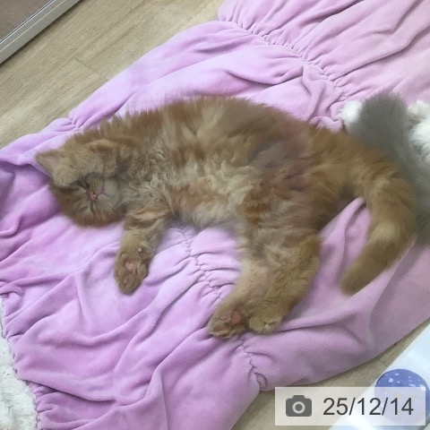 福島県のマンチカン (ペットプラス 福島店/2025年10月9日生まれ/男の子/レッドタビー)の子猫の3枚目の画像