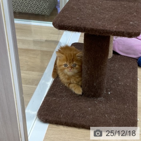 福島県のマンチカン (ペットプラス 福島店/2025年10月9日生まれ/男の子/レッドタビー)の子猫の3枚目の画像