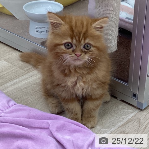 茨城県のマンチカン (ペットプラス つくば店/2025年10月9日生まれ/男の子/レッドタビー)の子猫の4枚目の画像