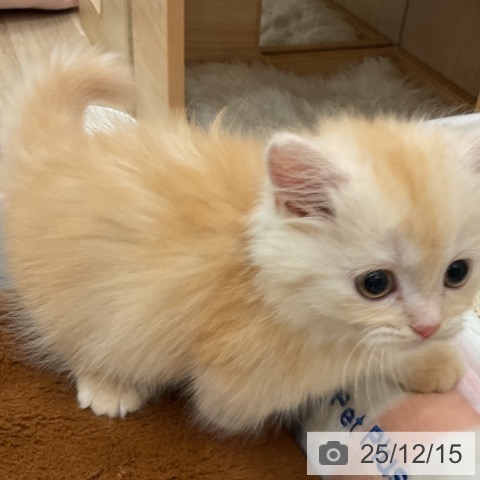 神奈川県のマンチカン (ペットプラス 湘南平塚店/2025年10月9日生まれ/女の子/クリームタビー)の子猫の4枚目の画像