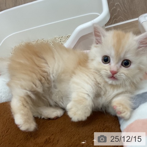 神奈川県のマンチカン (ペットプラス 湘南平塚店/2025年10月9日生まれ/女の子/クリームタビー)の子猫の3枚目の画像