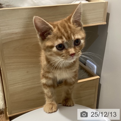 鳥取県のアメリカンショートヘアー (ペッツワン 日吉津店/2025年9月26日生まれ/女の子/レッドタビー)の子猫の4枚目の画像