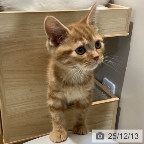 鳥取県のアメリカンショートヘアー (ペッツワン 日吉津店/2025年9月26日生まれ/女の子/レッドタビー)の子猫の3枚目の画像