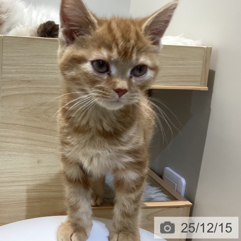 鳥取県のアメリカンショートヘアー (ペッツワン 日吉津店/2025年9月26日生まれ/女の子/レッドタビー)の子猫の4枚目の画像