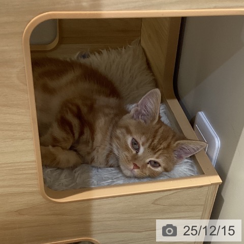 鳥取県のアメリカンショートヘアー (ペッツワン 日吉津店/2025年9月26日生まれ/女の子/レッドタビー)の子猫の3枚目の画像