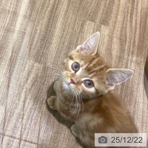 鳥取県のアメリカンショートヘアー (ペッツワン 日吉津店/2025年9月26日生まれ/女の子/レッドタビー)の子猫の3枚目の画像