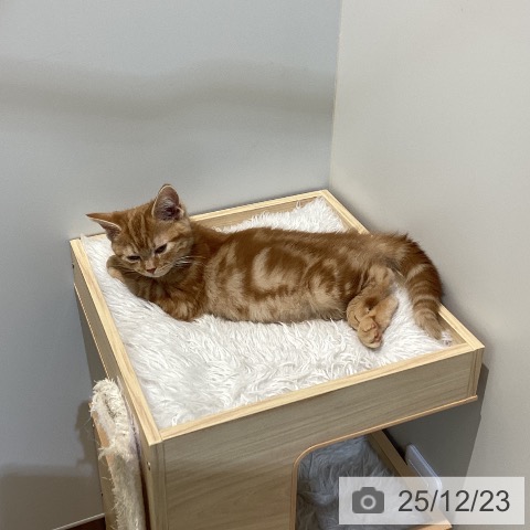 鳥取県のアメリカンショートヘアー (ペッツワン 日吉津店/2025年9月26日生まれ/女の子/レッドタビー)の子猫の4枚目の画像