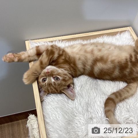 鳥取県のアメリカンショートヘアー (ペッツワン 日吉津店/2025年9月26日生まれ/女の子/レッドタビー)の子猫の3枚目の画像