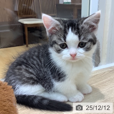 マンチカンの写真