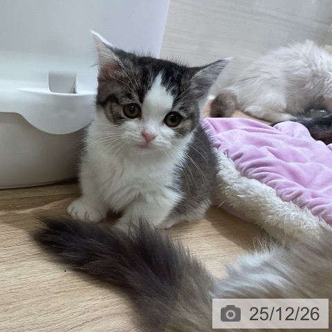 埼玉県のマンチカン (ペットプラス ららぽーと新三郷店/2025年10月7日生まれ/男の子/ブラウンタビーホワイト)の子猫の4枚目の画像