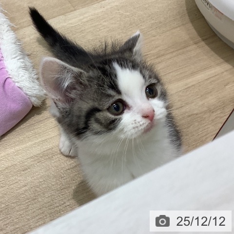 マンチカンの写真