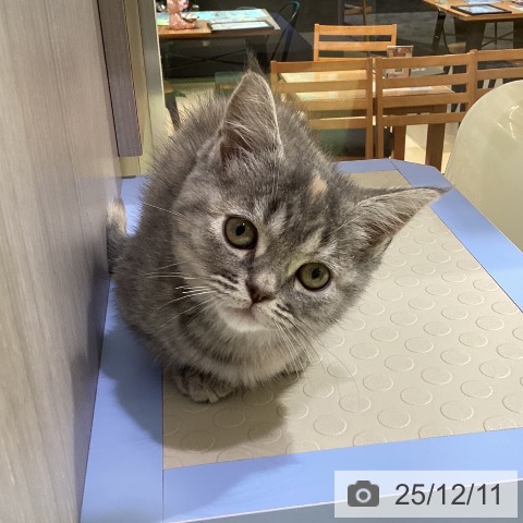 マンチカンの写真