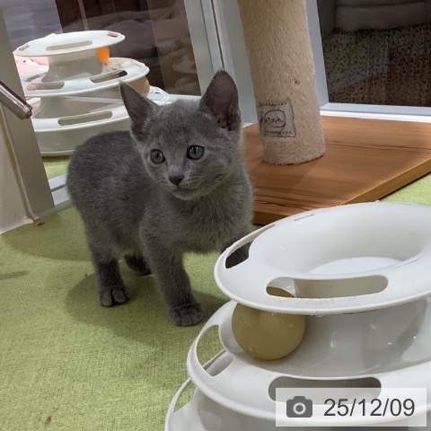 ロシアンブルーの写真