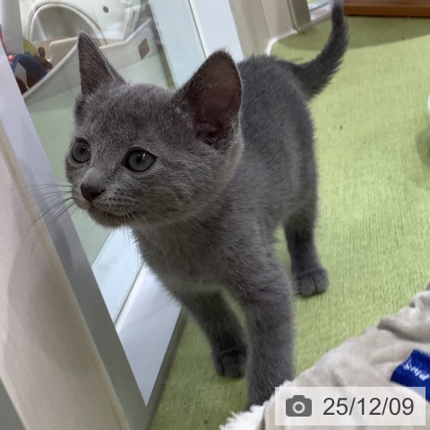 ロシアンブルーの写真