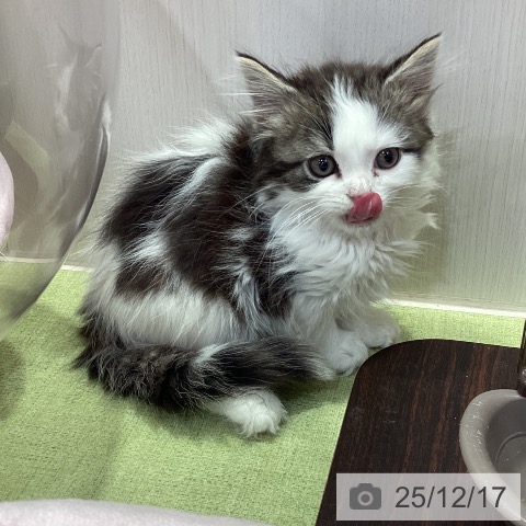 千葉県のスコティッシュフォールド (ペットプラス 幕張新都心店/2025年10月4日生まれ/男の子/ブラウンタビーホワイト)の子猫の4枚目の画像