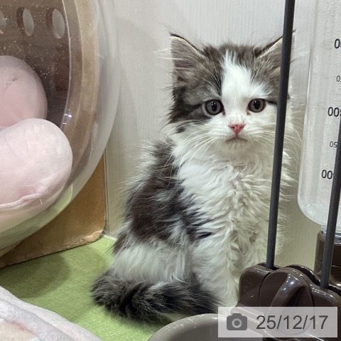 千葉県のスコティッシュフォールド (ペットプラス 幕張新都心店/2025年10月4日生まれ/男の子/ブラウンタビーホワイト)の子猫の3枚目の画像