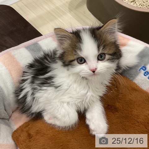 スコティッシュフォールドの写真