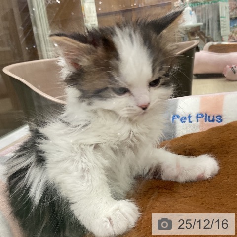 スコティッシュフォールドの写真