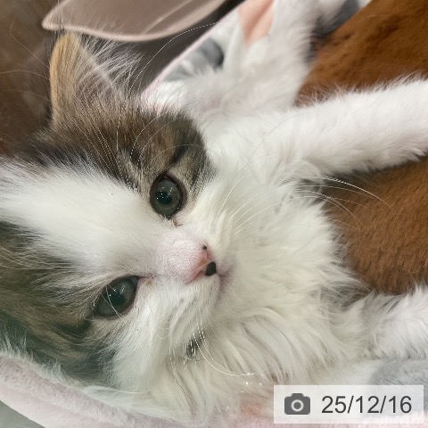 スコティッシュフォールドの写真