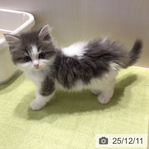 千葉県のスコティッシュフォールド (ペットプラス 幕張新都心店/2025年10月4日生まれ/男の子/ブルータビーホワイト)の子猫の4枚目の画像