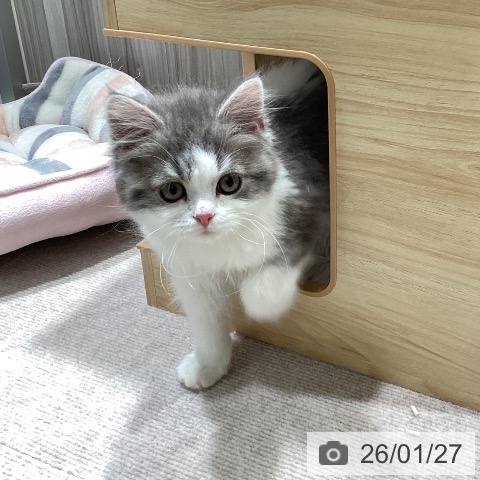 スコティッシュフォールドの写真