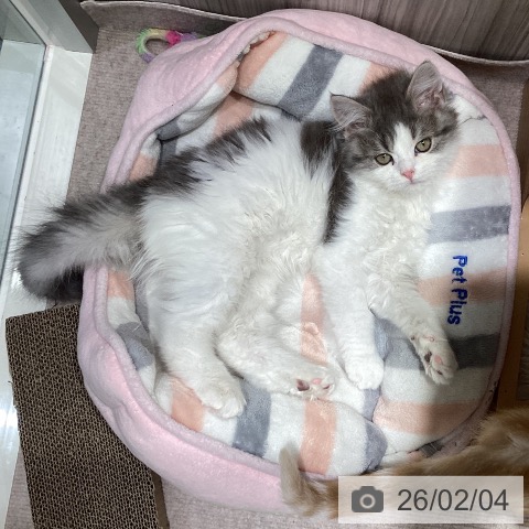 スコティッシュフォールドの写真