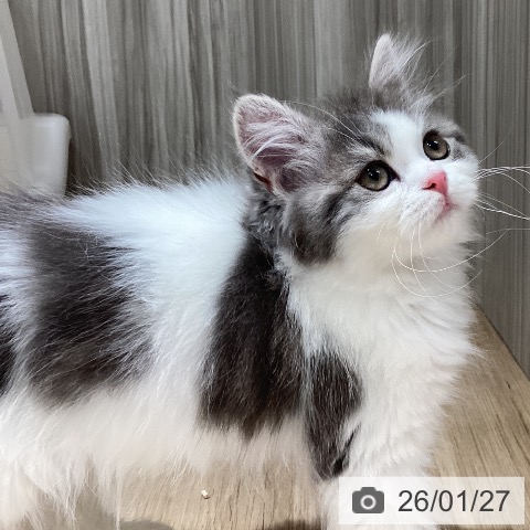 千葉県のスコティッシュフォールド (ペットプラス 木更津店/2025年10月4日生まれ/男の子/ブルータビーホワイト)の子猫の3枚目の画像