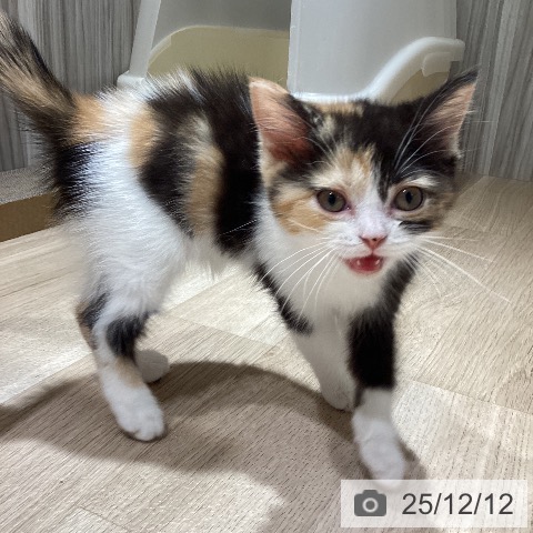 マンチカンの写真