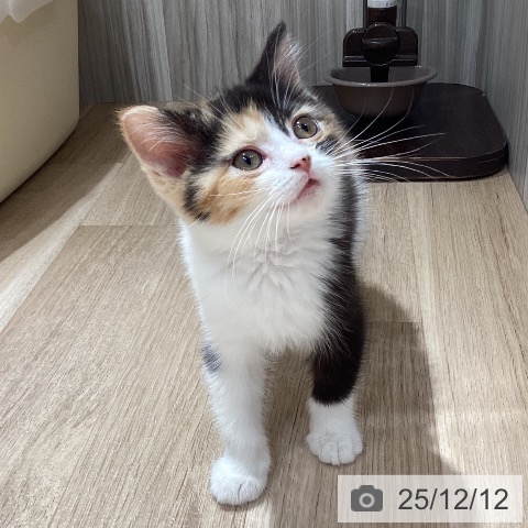 マンチカンの写真