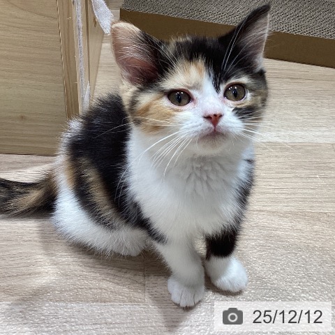 マンチカンの写真