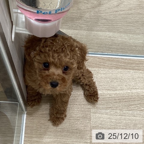 トイ・プードルの写真