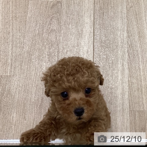 トイ・プードルの写真