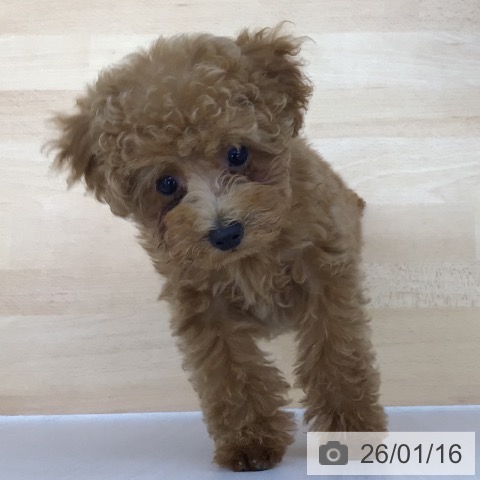 青森県のトイプードル(トイ) (ペットプラス 青森浜田店/2025年10月9日生まれ/女の子/レッド)の子犬の3枚目の画像