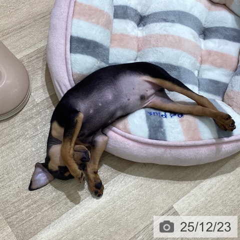 宮城県のミニチュアピンシャー (ペットプラス 名取店/2025年10月9日生まれ/男の子/ブラックタン)の子犬の4枚目の画像