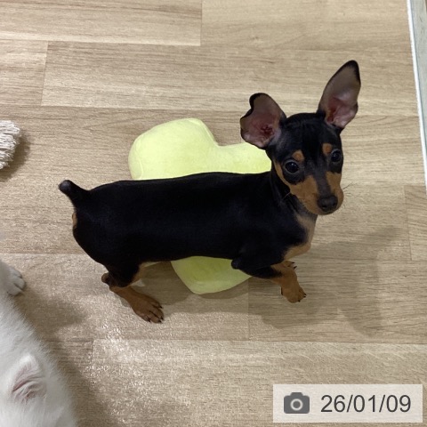 岩手県のミニチュアピンシャー (ペットプラス 盛岡南店/2025年10月9日生まれ/男の子/ブラックタン)の子犬の4枚目の画像