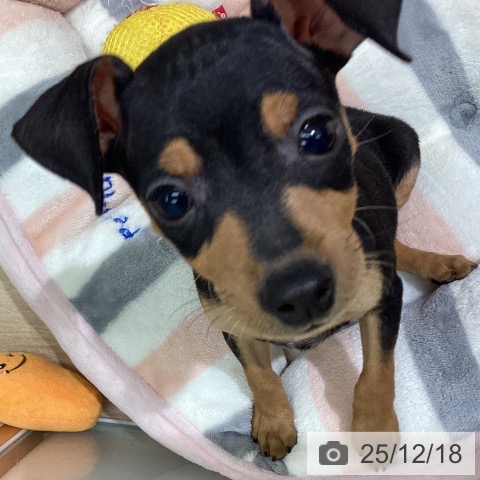 ミニチュア・ピンシャーの写真