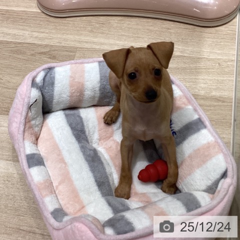 ミニチュア・ピンシャーの写真